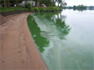 harmful algal blooms