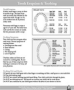 PDF document of Tooth Eruption and Teething