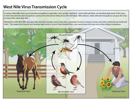 Image depicting the west nile virus transmission cycle
