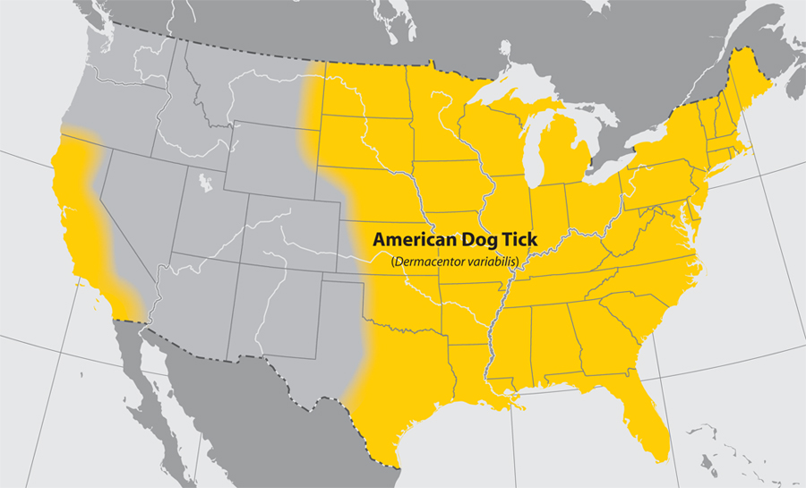 Image of the geographic distribution of the American Dog Tick