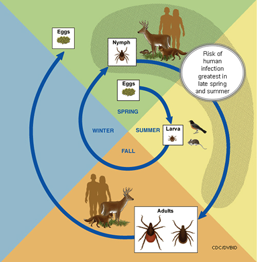 This diagram shows the life cycle of blacklegged ticks that can transmit anaplasmosis, babesiosis, and Lyme disease.