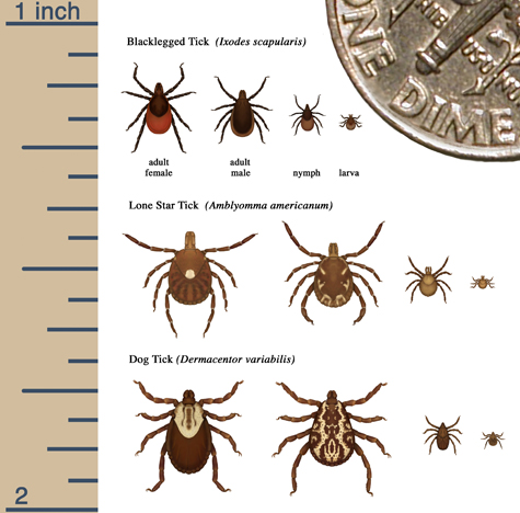 Relative sizes of several ticks at different life stages. 